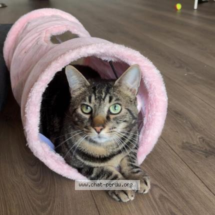 Photo 1/1 Eden Chat lost in Halluin