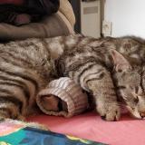 Picture of cat lost at Marcoussis