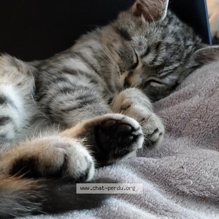 Photo 2/5 Grisou Chat lost in Marcoussis