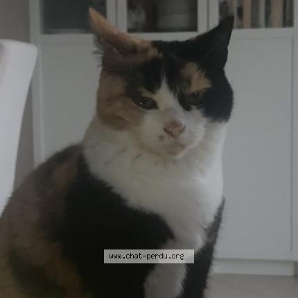 Photo 1/1 Winnie Chat lost in Crozet