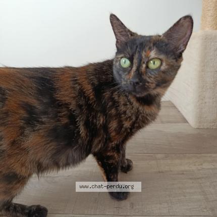 Photo 1/1 Suzanne Chat lost in Brest