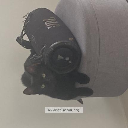 Photo 1/1 Alma Chat lost in Lege cap ferret