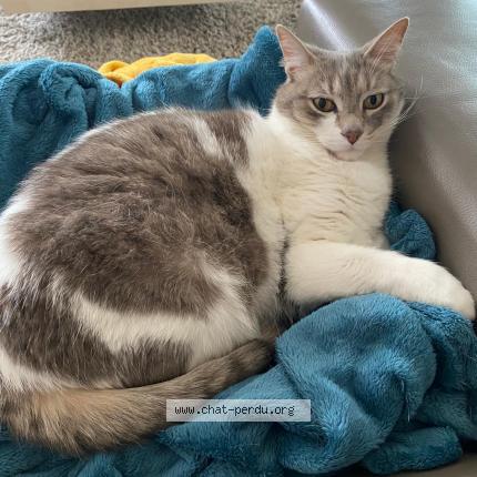 Photo 1/1 Orly Chat lost in Sevres anxaumont