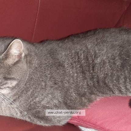 Photo 1/1 Gnocchi Chat lost in Availles sur seiche