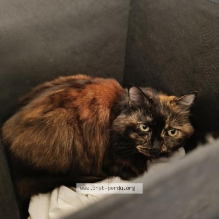 Photo 1/1 Guili Chat lost in Vitry sur seine