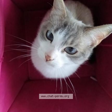 Photo 1/1 Kiara Chat lost in Villecresnes