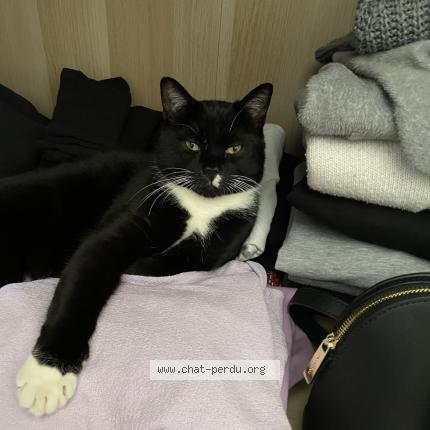 Foto 1/1 Kat teruggevonden Vermist in Ganshoren