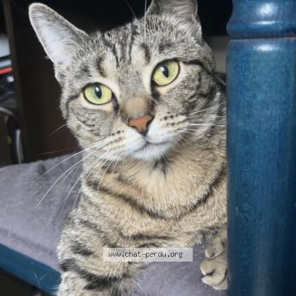 Photo 1/1 Tokyo Chat lost in Viry chatillon