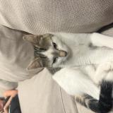 Picture of cat found at Berat