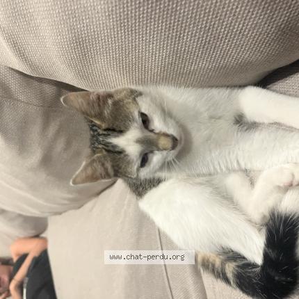 Photo 1/1 Found cat Found in Berat