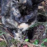 Picture of cat found at Le Mans