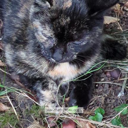 Photo 1/1 Cat reunited Found in Le mans