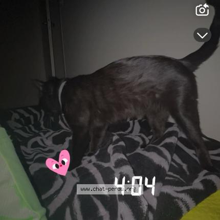 Photo 1/1 Mouloud Chat lost in Lons le saunier