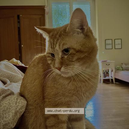 Photo 1/1 Baki Chat lost in Longwy