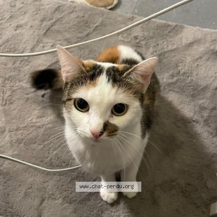 Photo 1/1 Praline Chat lost in Aubagne