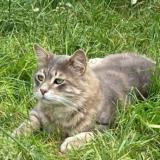 Picture of cat lost at Engenville