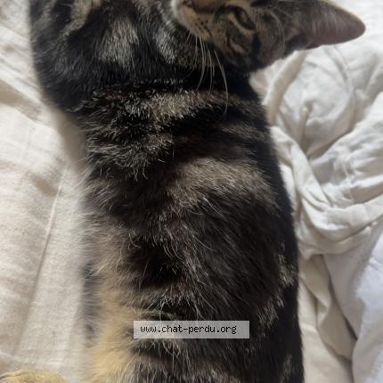 Photo 1/1 jack Chat lost in Beuvrages