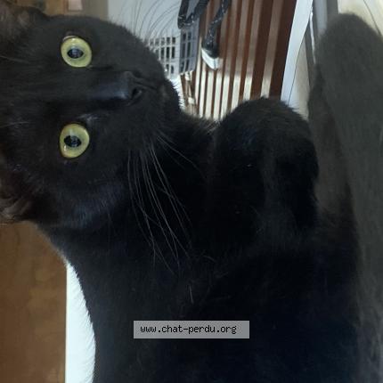 Photo 1/1 yomo Chat lost in Caen