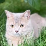 Picture of cat lost at Hofstade