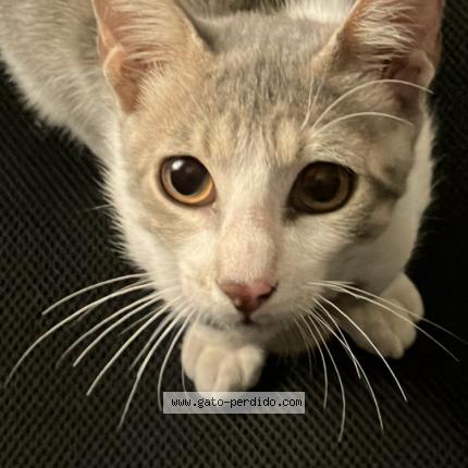 Photo 1/1 Jasper Chat lost in Piura castilla