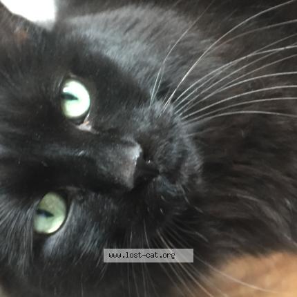 Photo 1/1 Moses Chat lost in Brossard