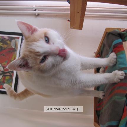 Photo 1/1 Stan Chat lost in Lens