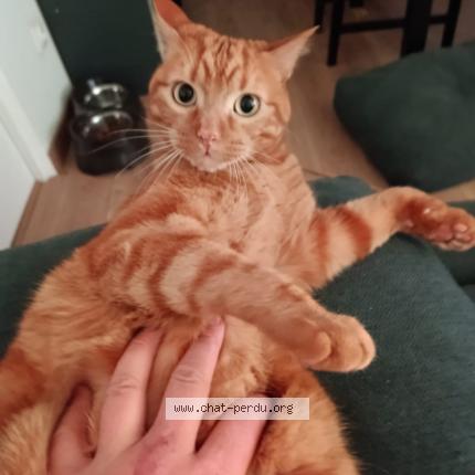 Photo 1/1 Oops Chat lost in Belloy en france