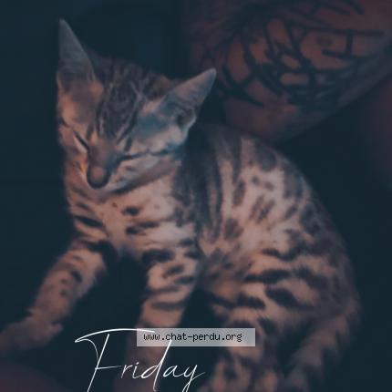 Photo 1/1 Sylver Chat lost in Eaunes