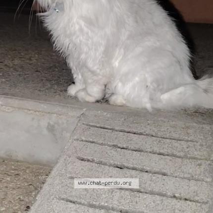 Photo 1/1 Found cat Found in Vulaines sur seine