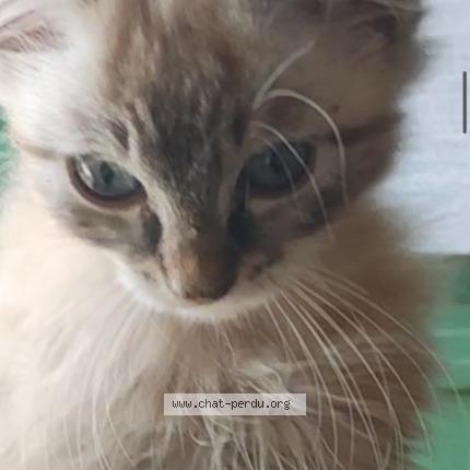 Photo 1/1 Pouille Chat lost in Villeneuve sur lot