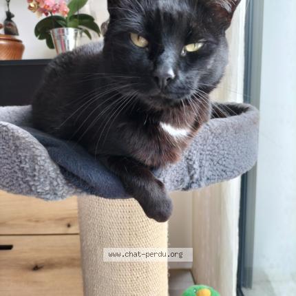 Photo 1/1 LILOU Chat lost in Royan