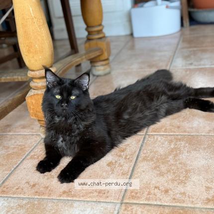 Photo 1/1 Yuko Chat lost in Saint medard d eyrans