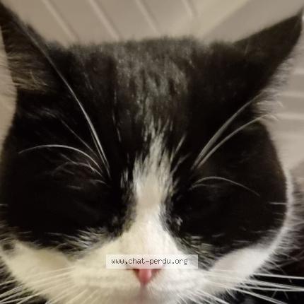 Foto 1/1 Wiedergefundene Katze Verloren in Les Paccots