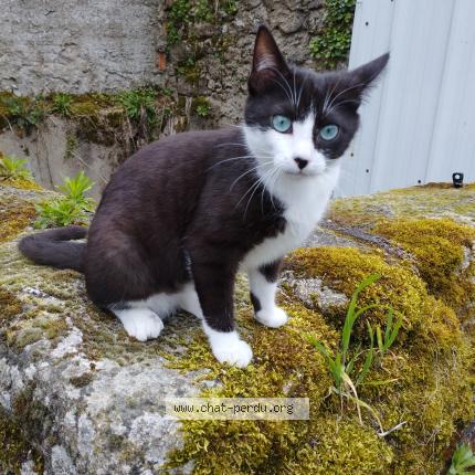 Photo 1/1 Loki Chat lost in La bruffiere