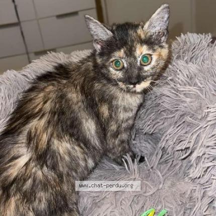 Photo 1/1 Raya Chat lost in Saint brieuc