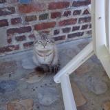 Picture of cat found at Merville