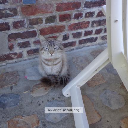 Photo 1/1 Found cat Found in Merville