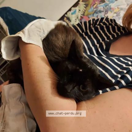 Photo 1/1 Freya Chat lost in Bois de villers