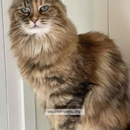 Photo 1/1 Opale Chat lost in Saint didier