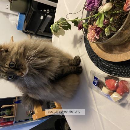 Foto 1/1 Kat teruggevonden Vermist in Ceroux Mousty