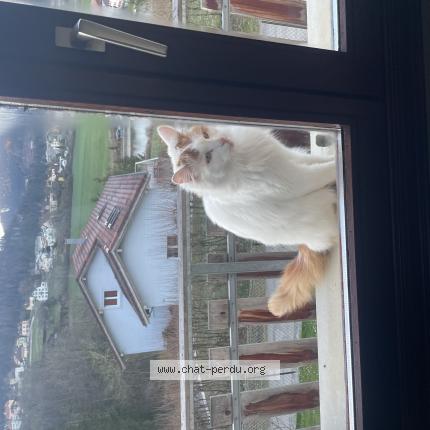 Photo 1/1 Ulysse Chat lost in Villers le lac