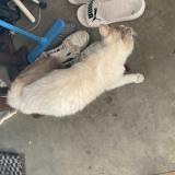 Picture of cat found at Orvault