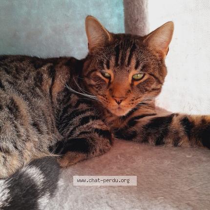 Photo 1/5 Nuggets Chat lost in Cercy la tour