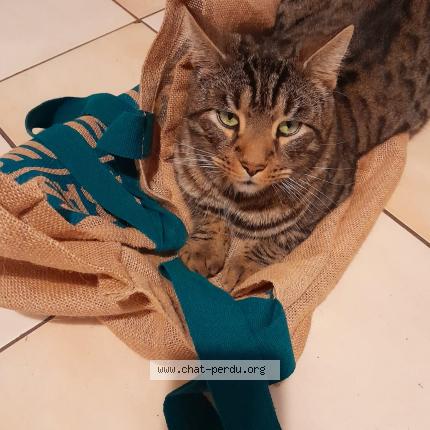 Photo 2/5 Nuggets Chat lost in Cercy la tour