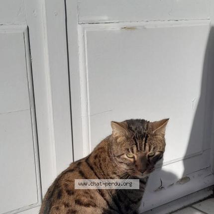 Photo 3/5 Nuggets Chat lost in Cercy la tour