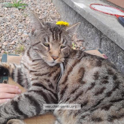 Photo 4/5 Nuggets Chat lost in Cercy la tour