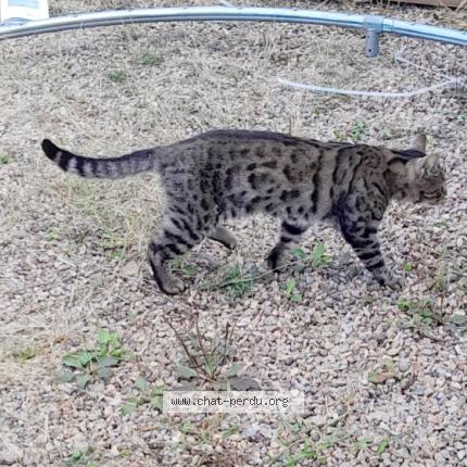 Photo 5/5 Nuggets Chat lost in Cercy la tour