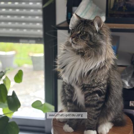 Photo 1/2 Guizmo Chat lost in Plounevezel