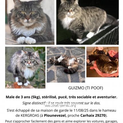 Photo 2/2 Guizmo Chat lost in Plounevezel