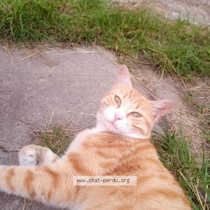 Photo 1/1 Canelle Chat lost in Dommartin les toul